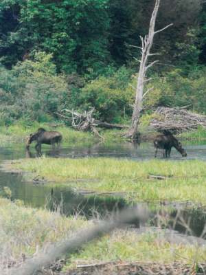 Animal Habitat